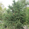 Grannen Kiefer 25-30cm - Pinus Aristata