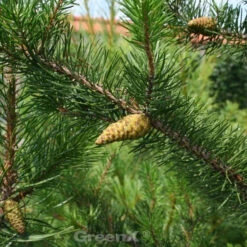 Banks Kiefer Velda 50-60cm - Pinus Banksiana