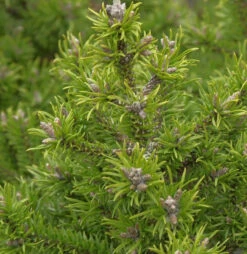 Banks Kiefer Kimmerholz 100-125cm - Pinus Banksiana