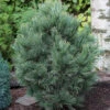 Zirbelkiefer 30-40cm - Pinus Cembra