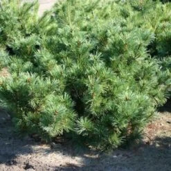 Zwergzirbelkiefer 30-40cm - Pinus Cembra