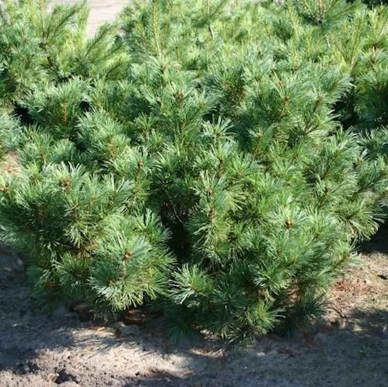 Zwergzirbelkiefer 30-40cm - Pinus Cembra 1 Zwergzirbelkiefer 30-40cm - Pinus Cembra
