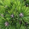 Japanische Rotkiefer Low Glow 30-40cm - Pinus Densiflora