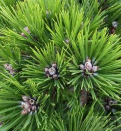 Japanische Rotkiefer Low Glow 30-40cm - Pinus Densiflora