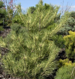 Japanische Rotkiefer Oculus Draconis 30-40cm - Pinus Densiflora