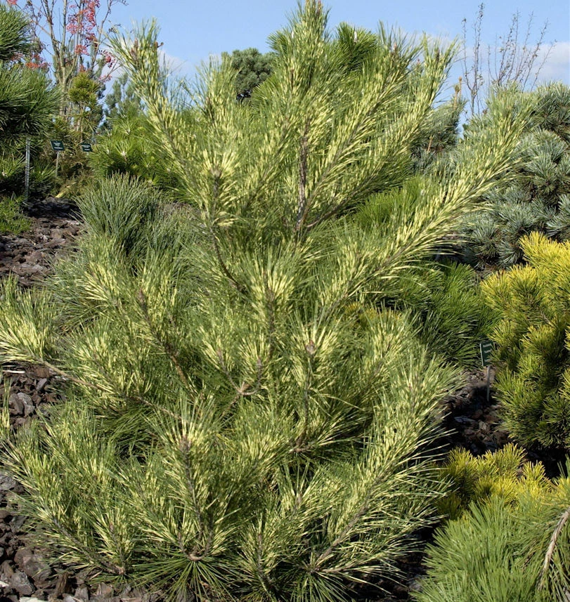 Japanische Rotkiefer Oculus Draconis 30-40cm - Pinus Densiflora 1 Japanische Rotkiefer Oculus Draconis 30-40cm - Pinus Densiflora