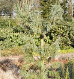 Biegsame Kiefer Vanderwolfs Pyramid 40-50cm - Pinus Flexilis