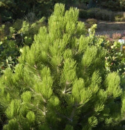 Zwerg Schlangenhautkiefer Zwerg Panzerkiefer 25-30cm - Pinus Heldreichii Compact Gem