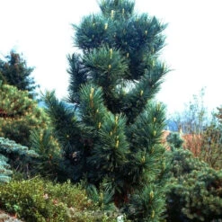 Blaue Koreakiefer 20-25cm - Pinus Koraiensis
