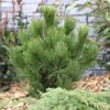 Schlangenhautkiefer Panzerkiefer Compacta 50-60cm - Pinus Leucodermis