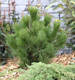 Schlangenhautkiefer Panzerkiefer Compacta 50-60cm - Pinus Leucodermis