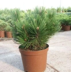 Kompakte Schlangenhautkiefer Dem Ouden 40-50cm - Pinus Leucodermis