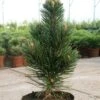 Schlangenhautkiefer Helmers Japan 20-25cm - Pinus Leucodermis