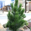 Zwerg Schlangenhautkiefer Little Dracula 60-70cm - Pinus Leucodermis