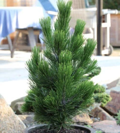 Zwerg Schlangenhautkiefer Little Dracula 60-70cm - Pinus Leucodermis