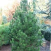 Bosnische Zwerg Kiefer Irish Bell 40-50cm - Pinus Densiflora