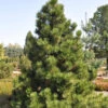 Bosnische Zwergkiefer Malinki 15-20cm - Pinus Leucodermis