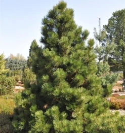 Bosnische Zwergkiefer Malinki 15-20cm - Pinus Leucodermis
