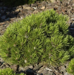 Zwerg Schlangenhaut Kiefer Schmidt 15-20cm - Pinus Leucodermis