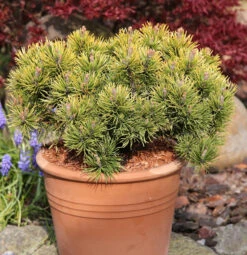 Wintergelbe Zwergbergkiefer 50-60cm - Pinus Mugo
