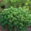 Zwerg Latschenkiefer Klostergrün 20-25cm - Pinus Mugo