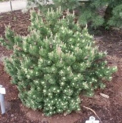 Strauchkiefer Laurin 20-25cm - Pinus Mugo