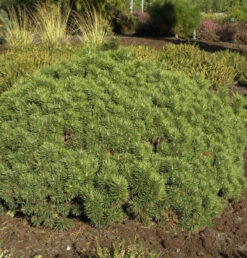 Zwerg Kiefer Mini Mops 20-25cm - Pinus Mugo