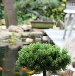 Hochstamm Zwerg Kiefer Picobello 40-60cm - Pinus Mugo