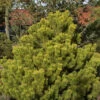 Berg Kiefer Winter Gold 25-30cm - Pinus Mugo Winter Gold