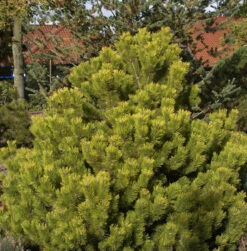 Berg Kiefer Winter Gold 25-30cm - Pinus Mugo Winter Gold