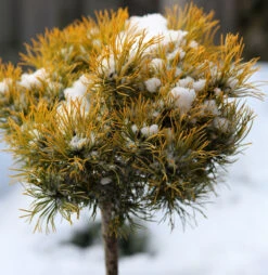 Hochstamm Berg Kiefer Winter Gold 40-60cm - Pinus Mugo Winter Gold