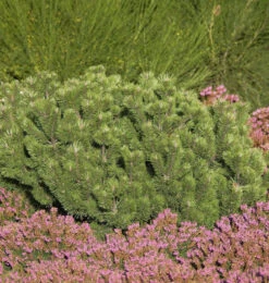 Krummholz Kiefer 60-80cm - Pinus Mugo Mughus