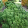 Zwerg Bergkiefer 25-30cm - Pinus Mugo