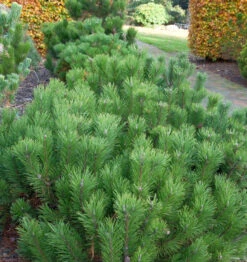 Zwerg Bergkiefer 25-30cm - Pinus Mugo