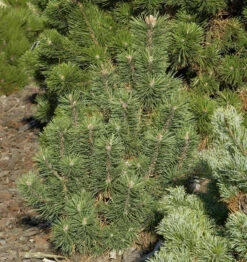 Kegel Bergkiefer 40-50cm - Pinus Mugo