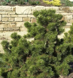 Strauchkiefer Gnom 15-20cm - Pinus Mugo