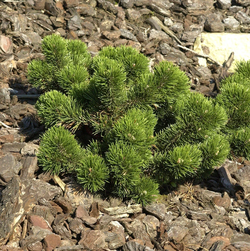 Bizarre Zwerg Kiefer Jakobsen 25-30cm - Pinus Mugo 1 Bizarre Zwerg Kiefer Jakobsen 25-30cm - Pinus Mugo