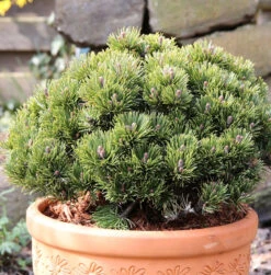 Zwerg Kiefer Picobello 20-25cm - Pinus Mugo