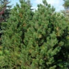 Bergkiefer Latschenkiefer 60-80cm - Pinus Mugo