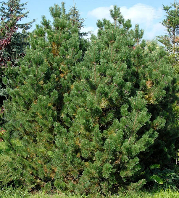 Bergkiefer Latschenkiefer 60-80cm - Pinus Mugo 1 Bergkiefer Latschenkiefer 60-80cm - Pinus Mugo