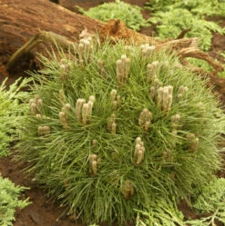 Schwarzkiefer Bambino 20-25cm - Pinus Nigra