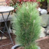 Schwarzkiefer Green Tower 15-20cm - Pinus Nigra