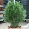 Säulen Schwarzkiefer Kleiner Turm 60-80cm - Pinus Nigra