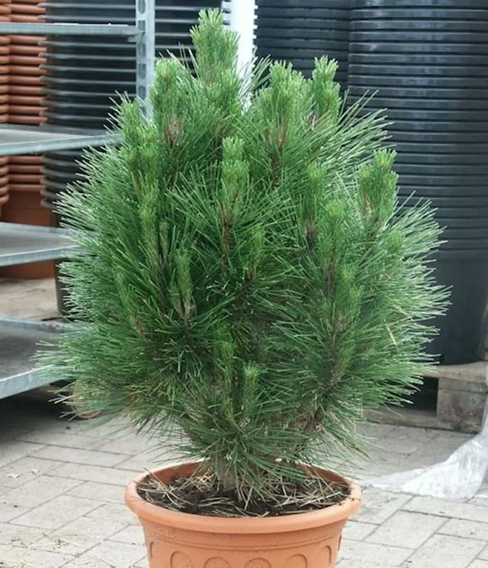 Säulen Schwarzkiefer Kleiner Turm 60-80cm - Pinus Nigra 1 Säulen Schwarzkiefer Kleiner Turm 60-80cm - Pinus Nigra