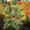 Österreichische Schwarzkiefer Oregon Green 60-70cm - Pinus Nigra
