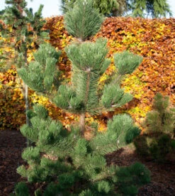 Österreichische Schwarzkiefer Oregon Green 60-70cm - Pinus Nigra