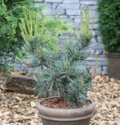Blaue Mädchenkiefer Glauca 80-100cm - Pinus Parviflora