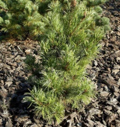 Blaugraue Zwerg Mädchen Kiefer Kusu Dama 25-30cm - Pinus Parviflora