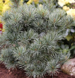 Japanische Zwergmädchenkiefer 60-70cm - Pinus Parviflora
