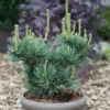 Mädchenkiefer Schoons Bonsai 50-60cm - Pinus Parviflora